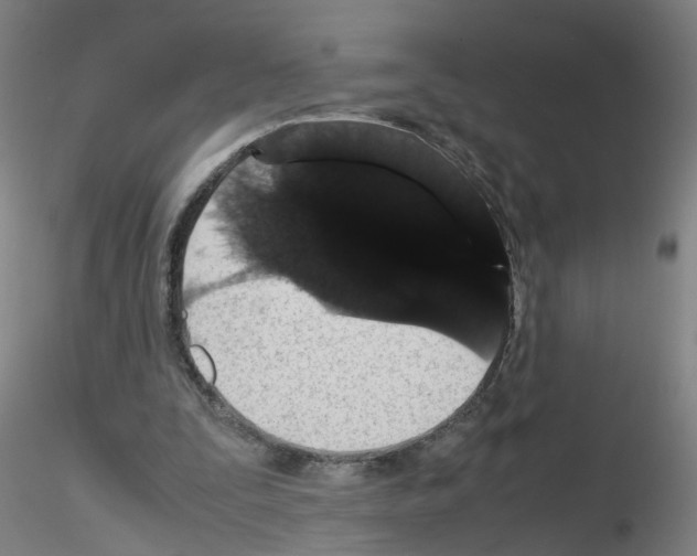 X0000116120295201001040956