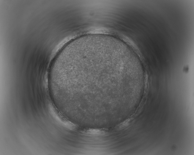 X0000116120298201001040956