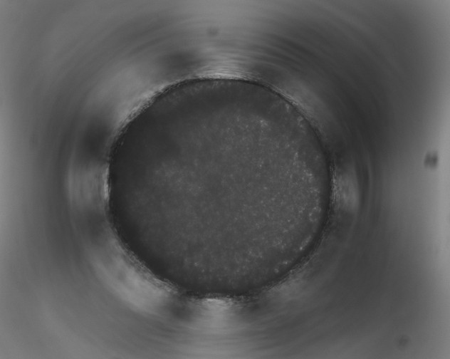 X0000116120302201001040956