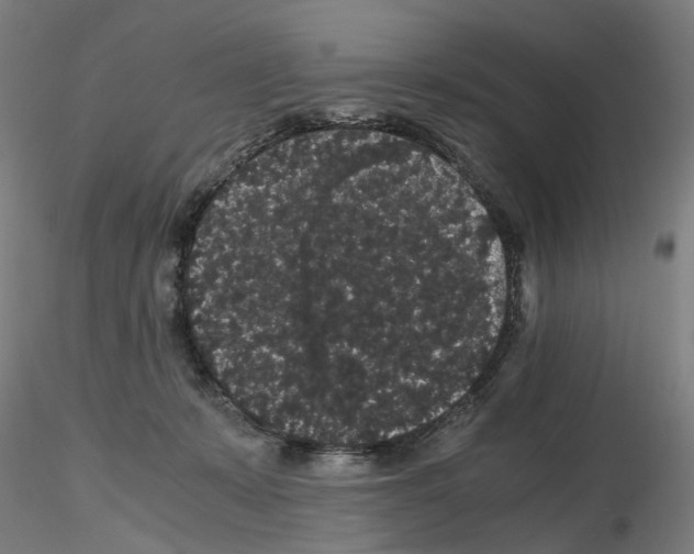 X0000116120319201001040956