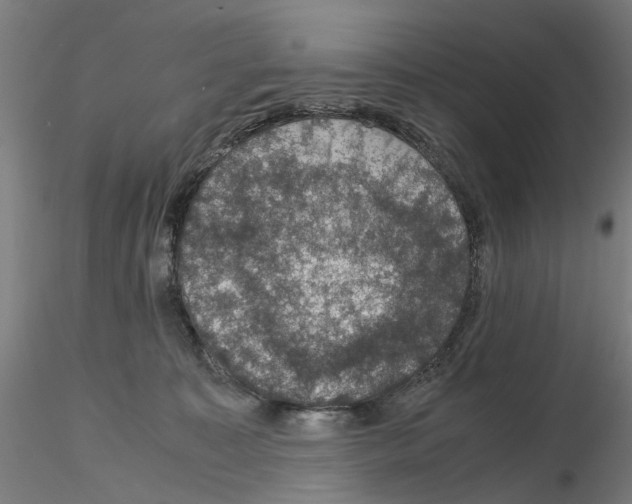 X0000116120323201001040956