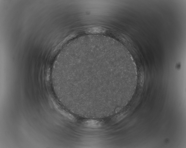 X0000116120326201001040956