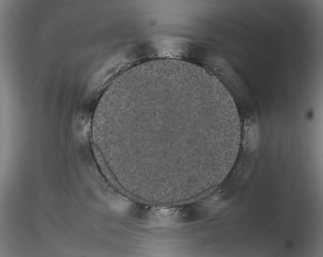 X0000116120329201001040955