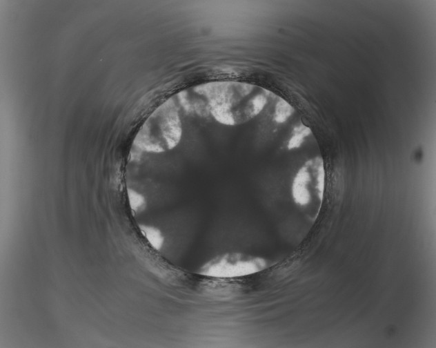 X0000116120331201001040955