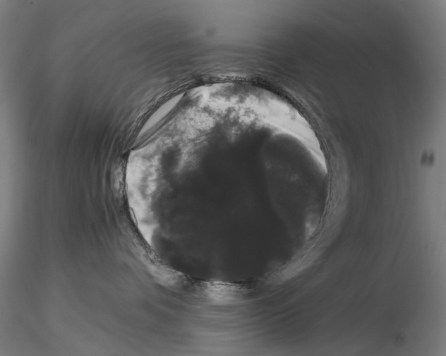 X0000116120336201001040955