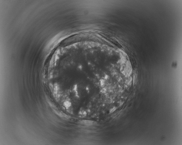 X0000116120339201001040955
