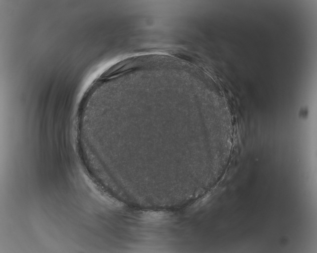 X0000116120342201001040955