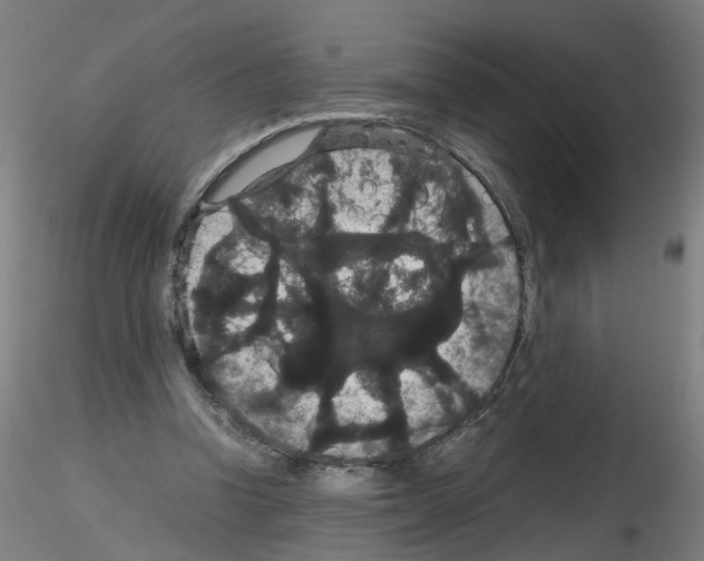 X0000116120346201001040955