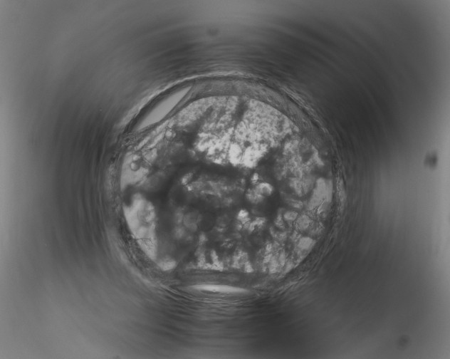 X0000116120347201001040955