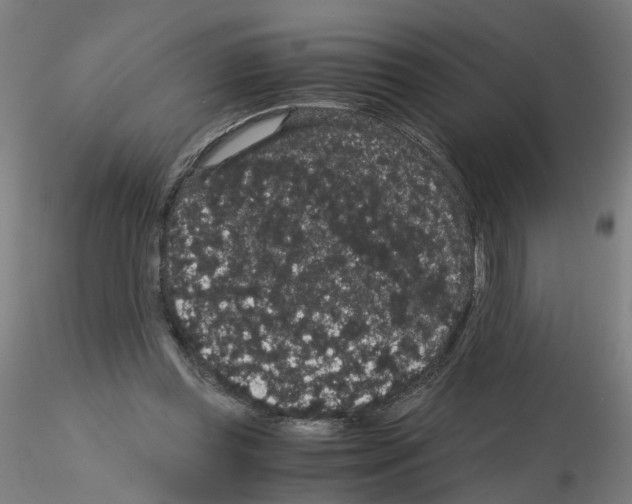 X0000116120349201001040955