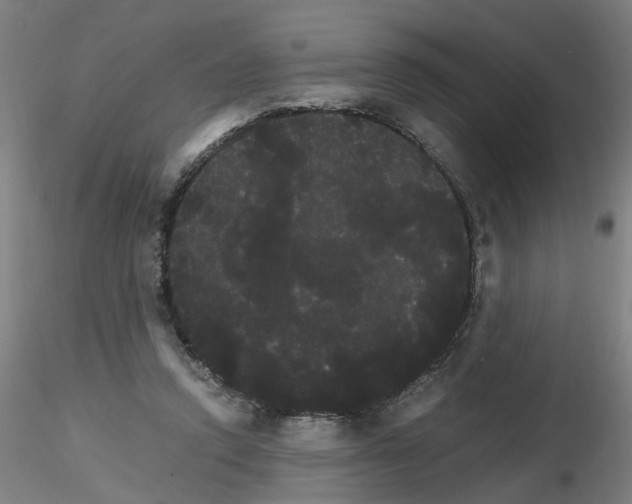 X0000116120354201001040955