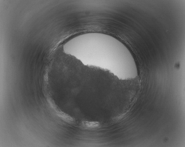 X0000116120355201001040955