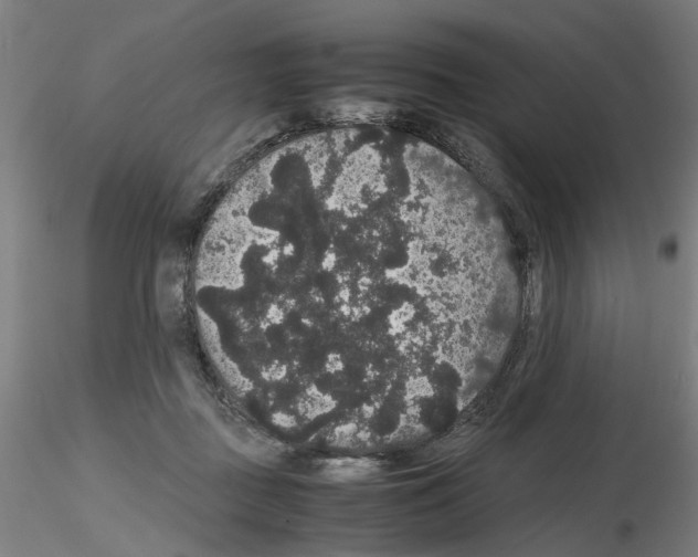X0000116120363201001040955