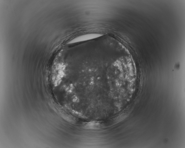 X0000116120366201001040955