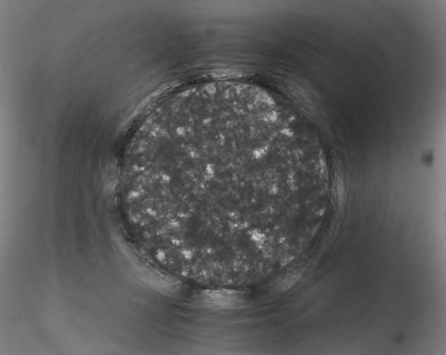X0000116120367201001040955