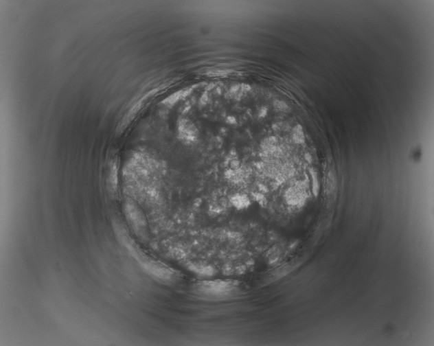 X0000116120375201001040955