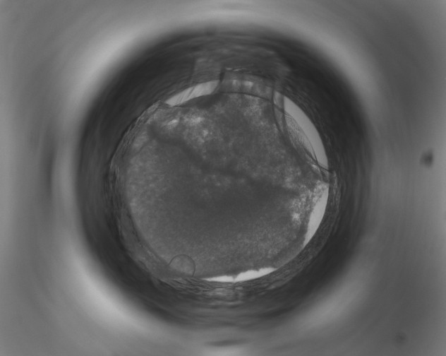 X0000116120383201001040955