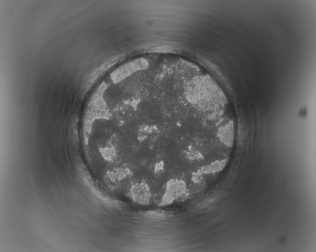X0000116120394201001040955