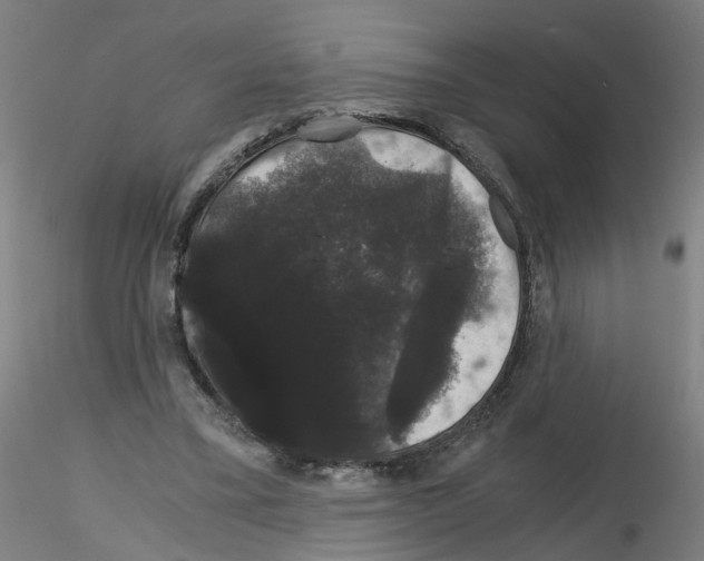 X0000116120395201001040955