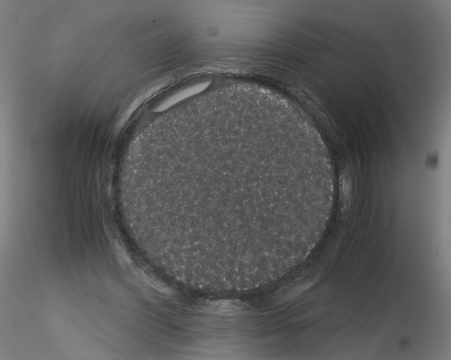 X0000116120396201001040955