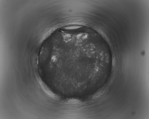 X0000116120397201001040955