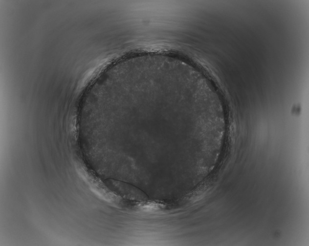 X0000116120407201001040954