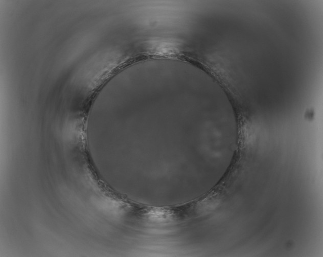 X0000116120415201001040954