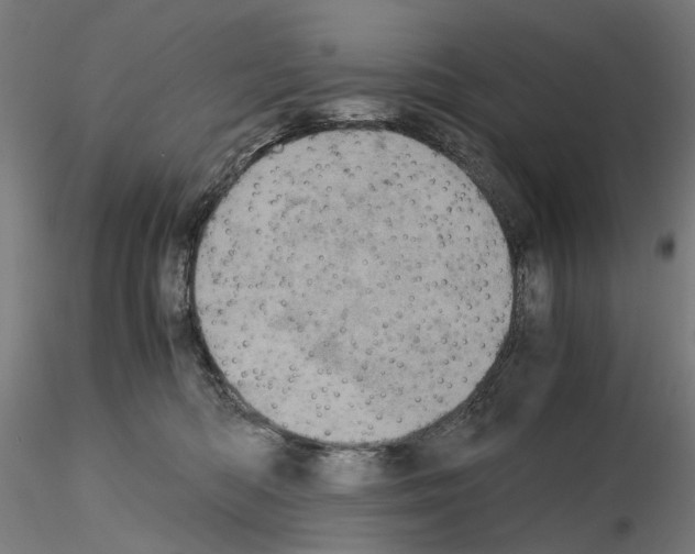 X0000116120422201001040954