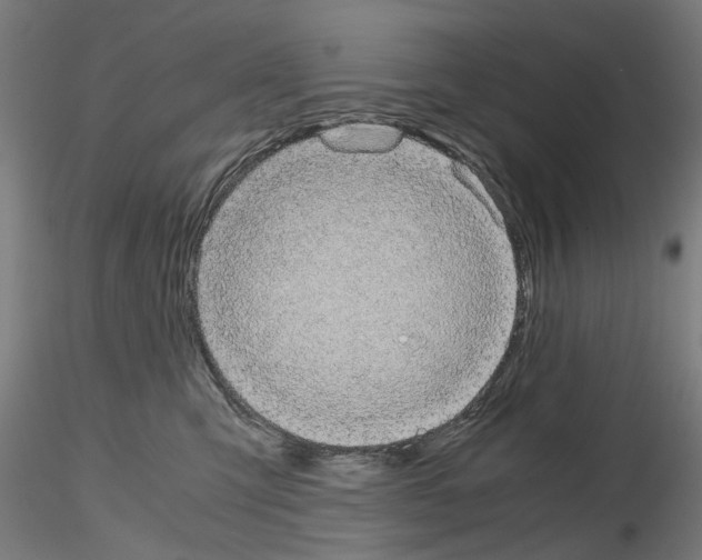 X0000116120423201001040954