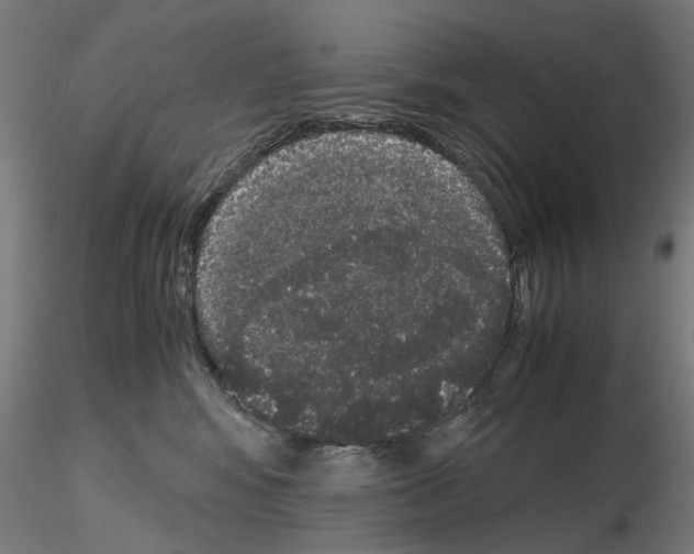 X0000116120424201001040954