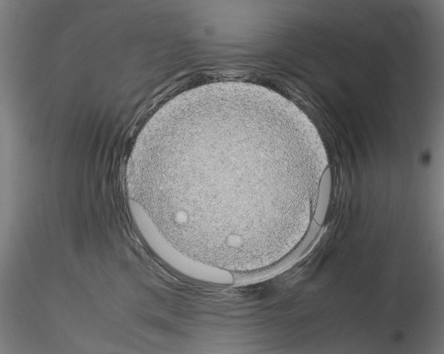 X0000116120425201001040954
