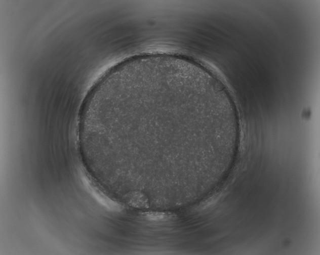 X0000116120439201001040953