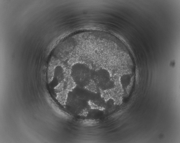 X0000116120445201001040954