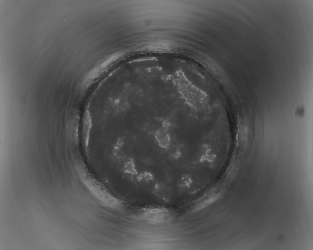 X0000116120446201001040954