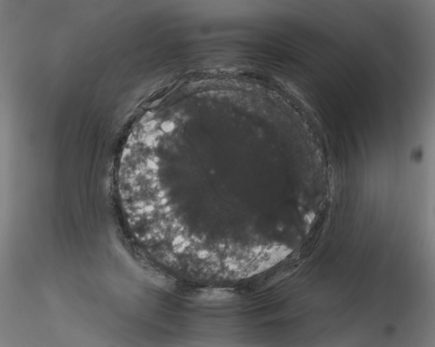 X0000116120451201001040954