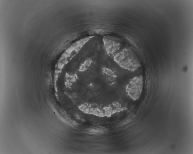 X0000116120459201001040954