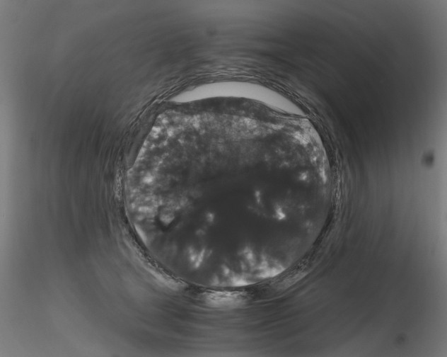 X0000116120465201001040954