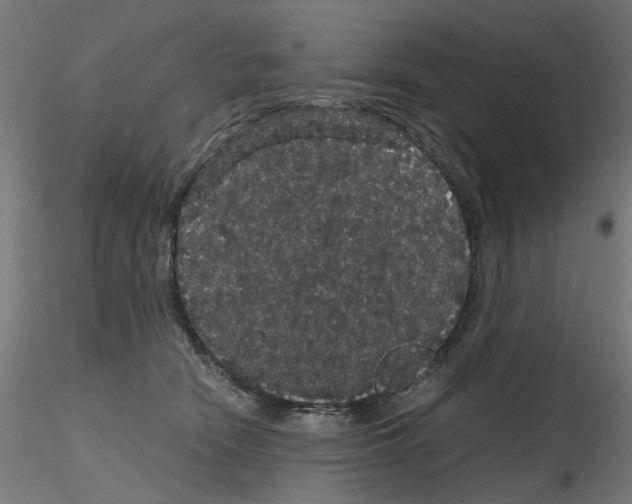 X0000116120466201001040954
