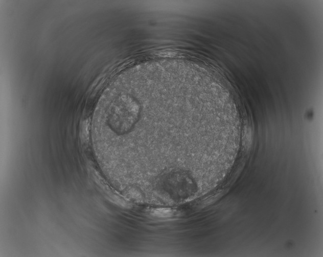 X0000116120473201001040954