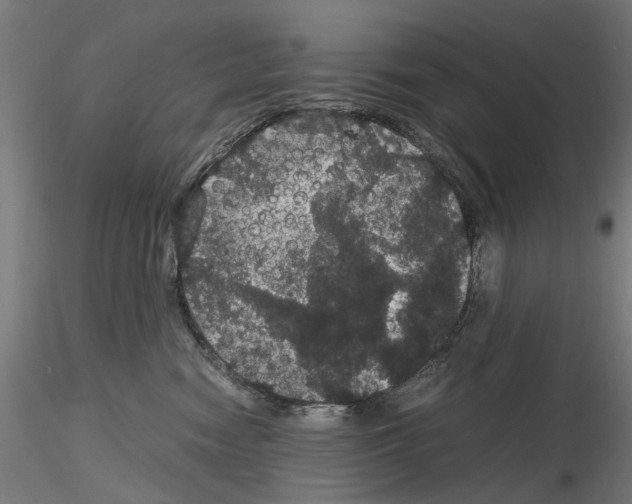 X0000116120474201001040954