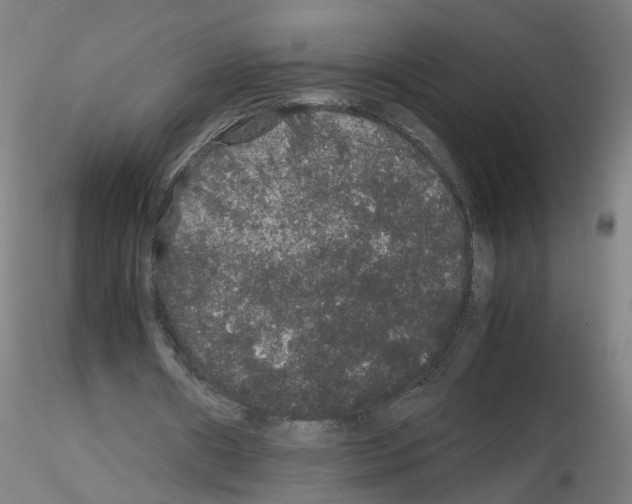 X0000116120482201001040953