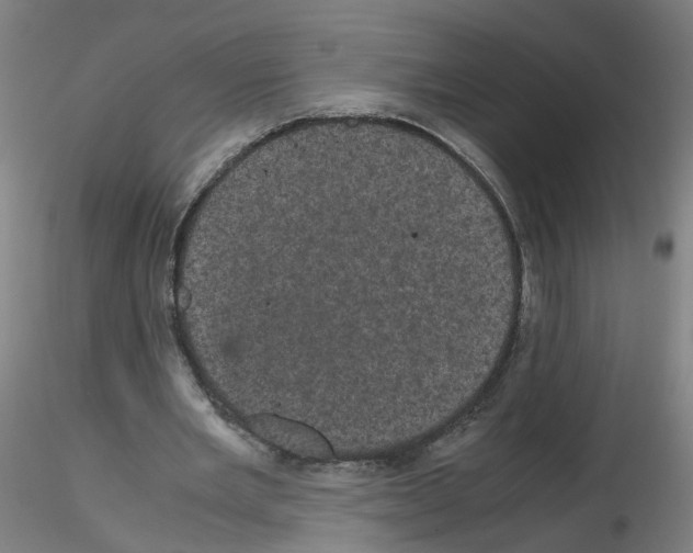 X0000116120485201001040953