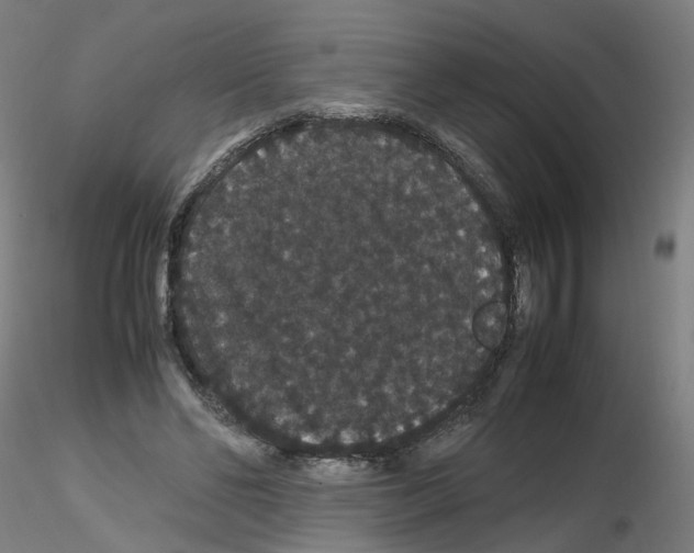 X0000116120494201001040953