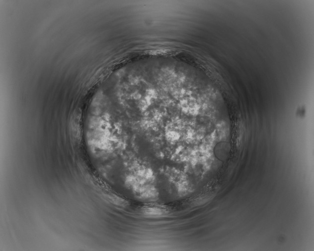 X0000116120510201001040953