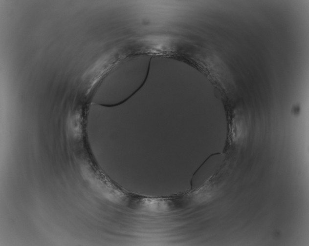X0000116120520201001040953