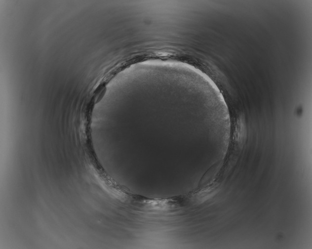 X0000116120524201001040953