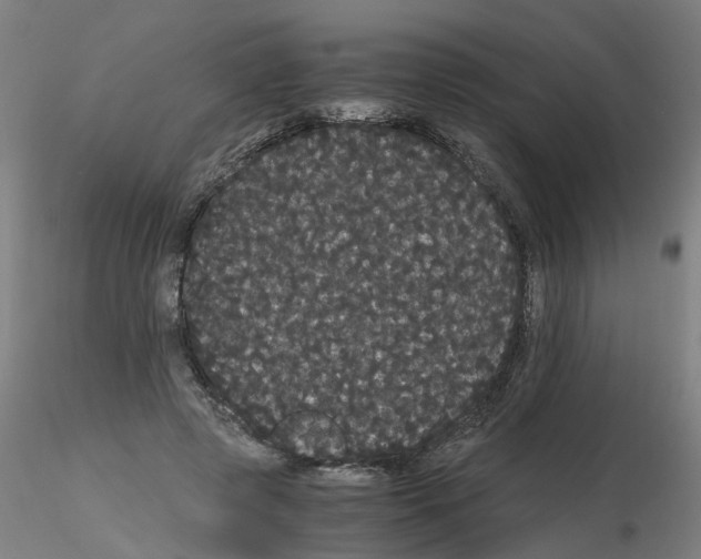 X0000116120545201001040952