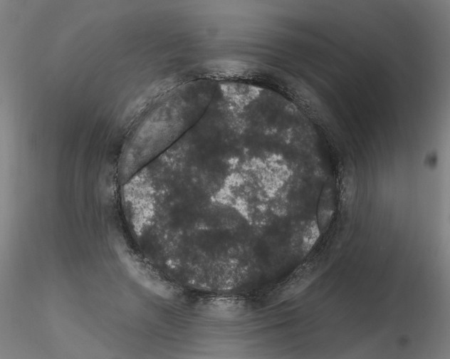 X0000116120546201001040952