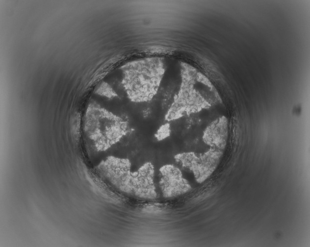 X0000116120550201001040952