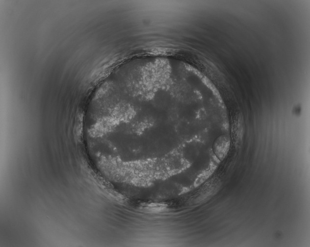 X0000116120554201001040952